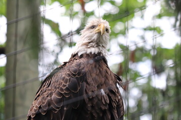 american bald eagle in the zoo