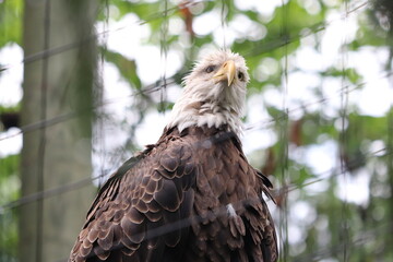 american bald eagle in the zoo