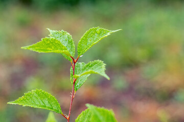 Sakura branch with green fresh leaves and raindrops on the leaves