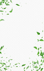 Forest Foliage Wind Vector Transparent Background