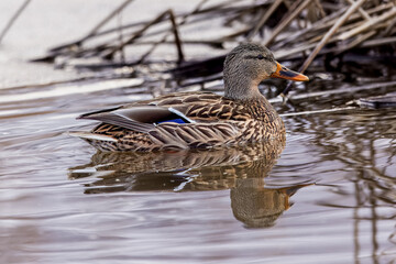 A Swimming Female Mallard Duck