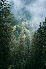 Moody atmosphere during a rainy and foggy day in the forest of Val di Genova, Trentino Alto Adige, Northern Italy