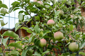 Fruit tree. Ripe juicy apples on a tree branch.