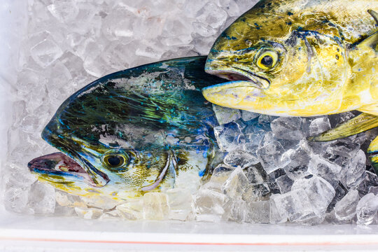 Mahi Mahi pair