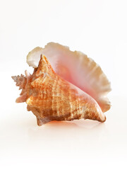 large west indies lambi shell on a white background Spiral seashell taken closeup isolated on white background. Marine conch shell Close up. Decoration with natural marine motifs.
