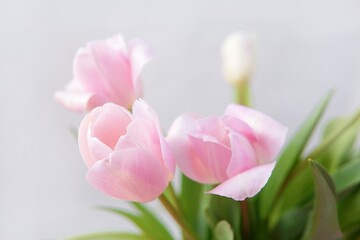 Pink tulips close-up on a gray background