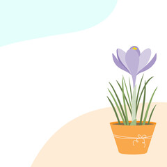 Beautiful spring background. Crocus in a flower pot. Spring Flower.