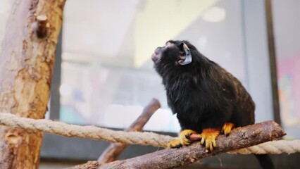 Red-handed tamarin is sitting on a tree branch, looking around and eating the food. Saguinus midas. Close-up side view. Zoo park life. Adorable primate. Behaviour of little monkey. 4K video footage.