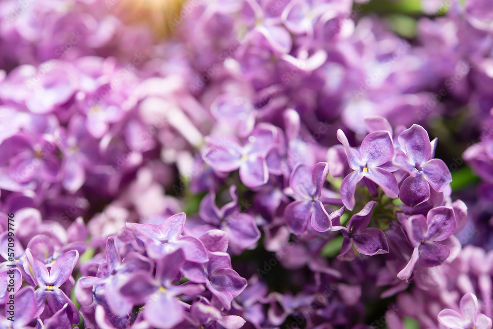 Poster Macro image of spring soft violet lilac flowers, natural seasonal floral background.