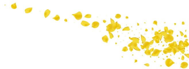 Yellow Blossom Fly Vector Panoramic White