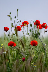 Naklejka premium Papaveraceae or poppy family red flowers in the field painting effect for wallpaper.