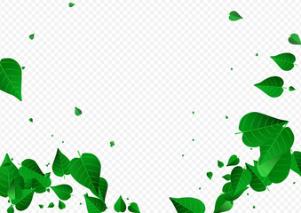 Swamp Leaves Motion Vector Transparent Background