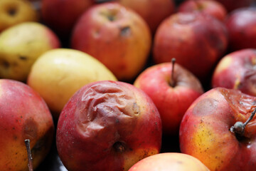 Fototapeta na wymiar rotten spoiled apples in a storage box