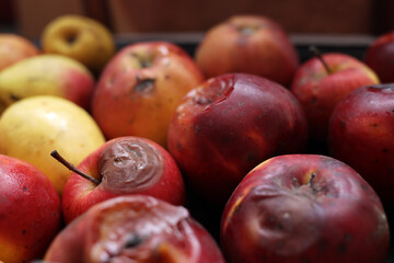 rotten spoiled apples in a storage box