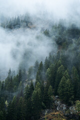 Moody atmosphere during a rainy and foggy day in the forest of Val di Genova, Trentino Alto Adige, Northern Italy