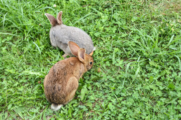 Little rabbits are sitting in the grass. Pets on the lawn. Rabbits in the meadow. Wild hares in the meadow close-up.