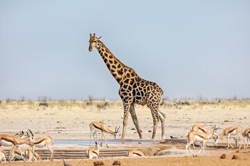 Giraffe and springbok at a watering hole in Etosha National Park, Namibia, Africa