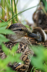 mallard duck resting in the shade of a bush. waterfowl