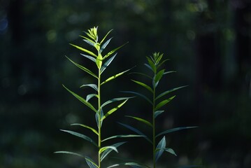 Beauty of plants - plant with high Bokeh. 