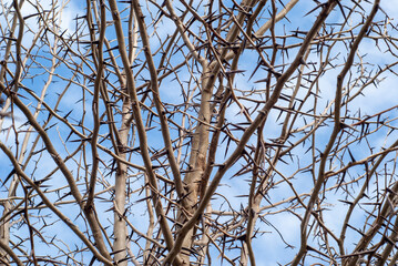 Ramas de árbol espinoso con cielo nublado.