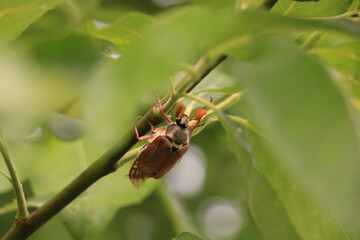 bug on a green leaf