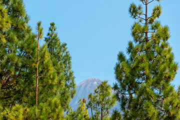 The Teide National Park has a very special Pine Tree surviving on top of its volcanic soils Tenerife Canary islands Spain