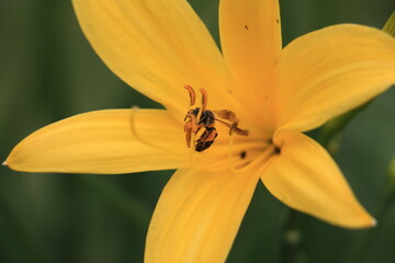 close up of yellow flower