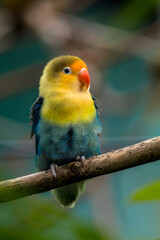 Fischer's lovebird (Agapornis fischeri) is a small parrot species of the genus Agapornis