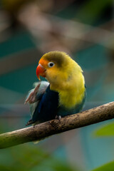 Fischer's lovebird (Agapornis fischeri) is a small parrot species of the genus Agapornis