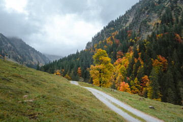 Fototapeta na wymiar Hiking trail in the Allgäu mountains with big tree at autumn time.