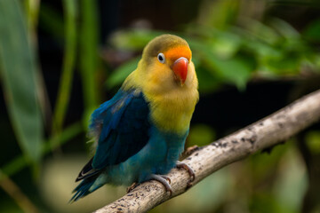 Fischer's lovebird (Agapornis fischeri) is a small parrot species of the genus Agapornis
