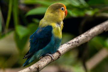 Fischer's lovebird (Agapornis fischeri) is a small parrot species of the genus Agapornis