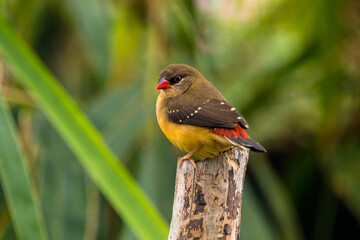 The Red Munia or Strawberry Finch or Red Avadavat (Amandava amandava)