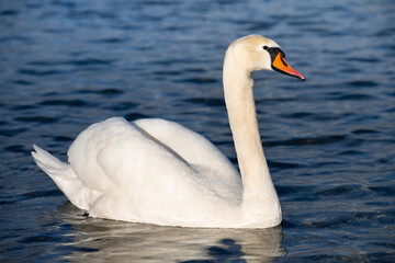 Close up of a white mute swan swimming on the calm blue water. The sun gently shines on the swan reflected in the water.