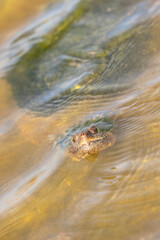 A snapping turtle looks up from the shallow water in a marsh at the Celery Fields park in Sarasota, Florida