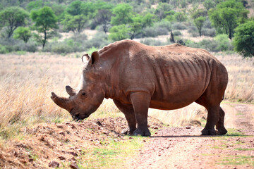 Rhinoceros walking on a red dirt road. The southern white rhino lives in the grasslands, savannahs,...