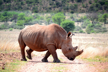 Obraz premium Rhinoceros walking on a red dirt road. The southern white rhino lives in the grasslands, savannahs, and shrublands of southern Africa, ranging from South Africa to Zambia. 