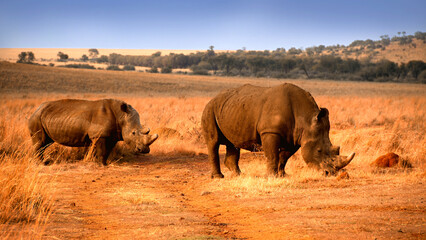 Rhinoceros family with calf. Faan Meintjies, North West, SouthAfrica. The southern white rhinoceros is one of largest and heaviest land animals in the world. It has an immense body and large head. 