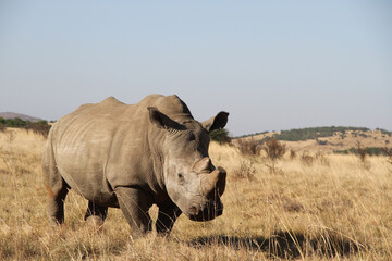 Rhinoceros close up. The white rhinoceros, white rhino or square-lipped rhinoceros (Ceratotherium...