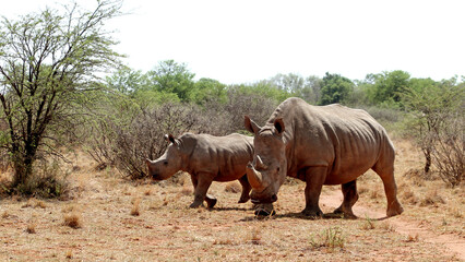 Fototapeta premium Rhinoceros family with calf. Faan Meintjies, North West, SouthAfrica. The southern white rhinoceros is one of largest and heaviest land animals in the world. It has an immense body and large head. 