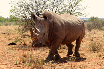 Rhino close up photo, Faan Meintjes, Northwest. The southern white rhinoceros is listed as Near Threatened; it is mostly threatened by habitat loss, continuous poaching in recent years.