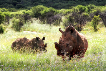 Rhinoceros family with calf. Faan Meintjies, North West, SouthAfrica. The southern white rhinoceros is one of largest and heaviest land animals in the world. It has an immense body and large head. 