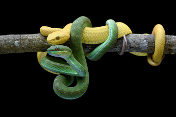 A pair of white-lipped pit vipers on a black background