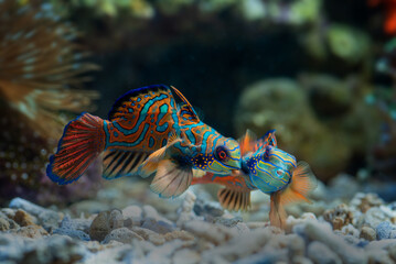 Mandarin fishes fighting for territory