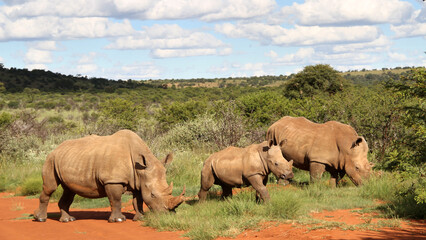 Obraz premium Rhinoceros family with calf. Faan Meintjies, North West, SouthAfrica. The southern white rhinoceros is one of largest and heaviest land animals in the world. It has an immense body and large head