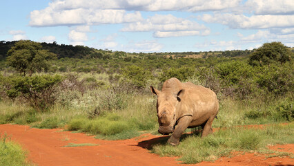 Naklejka premium Rhinoceros, photo in a Northwest nature landscape.