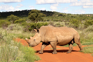 Obraz premium Rhinoceros, photo in a Northwest nature landscape.