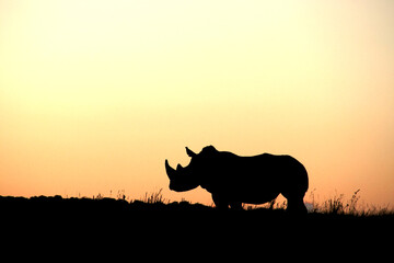 Rhinoceros silhouette.  Faan Meintjies, North West, SouthAfrica. The southern white rhinoceros is one of largest and heaviest land animals in the world. It has an immense body and large head. 