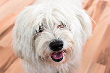 Close-up of a cute white Bichon Maltes dog on the parquet of home house