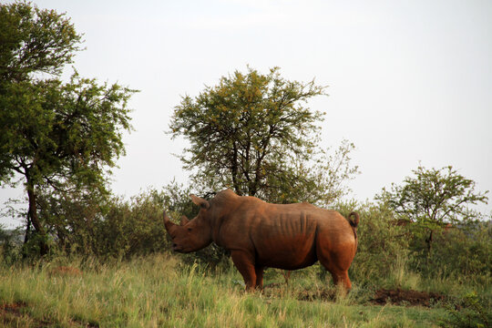 Rhinoceros  marking its territory. Faan Meintjies, North West, SouthAfrica.The southern white rhinoceros is one of largest and heaviest land animals in the world. It has an immense body and large head